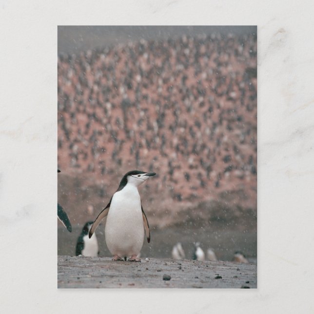 Chinstrap Penguin-vykort Vykort (Framsida)