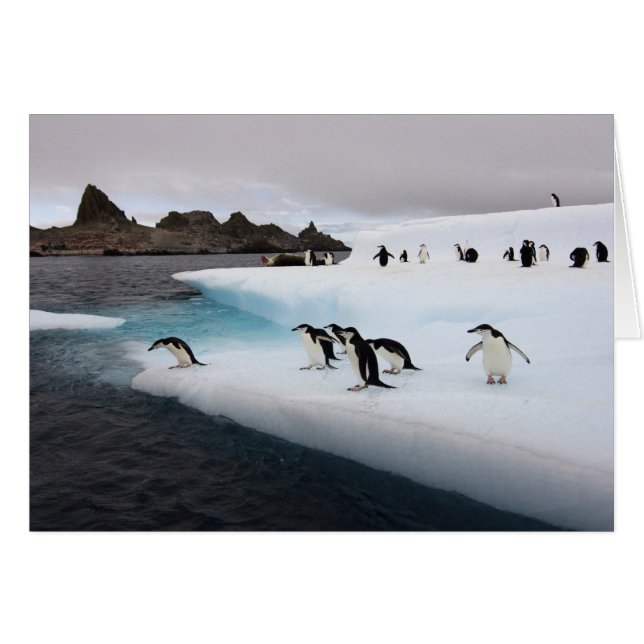 Chinstrap Penguins Hälsningskort (Framsidan Horizontal)