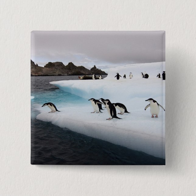 Chinstrap Penguins Knapp (Framsida)