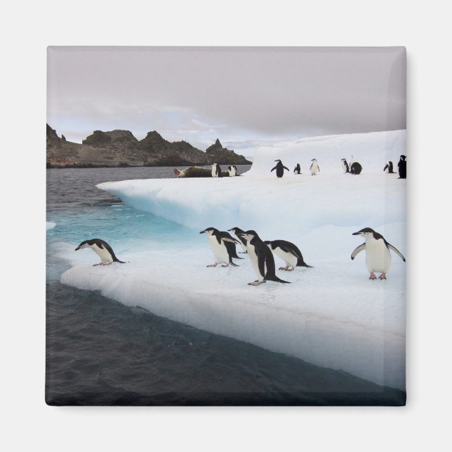 Chinstrap Penguins Magnet (Framsidan)