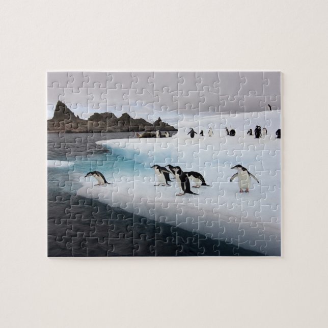 Chinstrap Penguins Pussel (Horisontell)