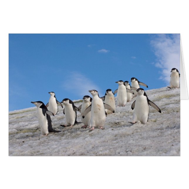 Chinstrap Penguins | Pygoscelis Antarctica Hälsningskort (Framsidan Horizontal)