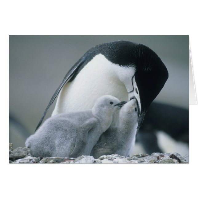 Chinstrap Penguins, Pygoscelis antarctica). Hälsningskort (Framsidan Horizontal)