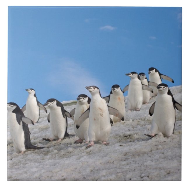 Chinstrap Penguins | Pygoscelis Antarctica Kakelplatta (Framsidan)