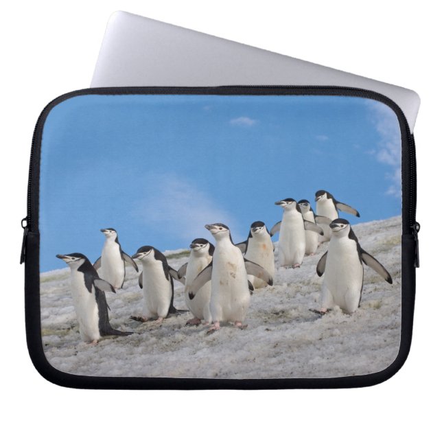 Chinstrap Penguins | Pygoscelis Antarctica Laptop Sleeve (Framsidan)