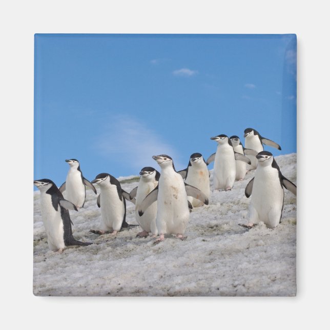 Chinstrap Penguins | Pygoscelis Antarctica Magnet (Framsidan)