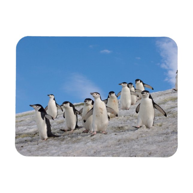 Chinstrap Penguins | Pygoscelis Antarctica Magnet (Horisontell)