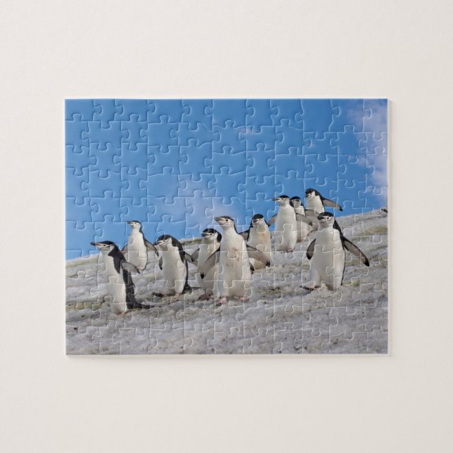 Chinstrap Penguins | Pygoscelis Antarctica Pussel (Horisontell)
