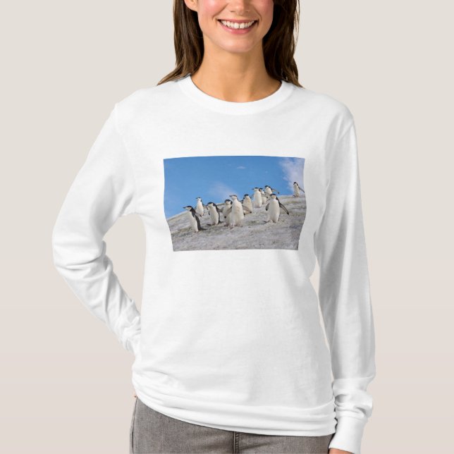Chinstrap Penguins | Pygoscelis Antarctica T-shirt (Framsida)