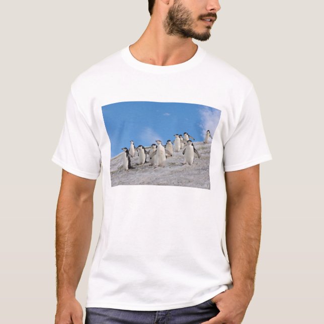 Chinstrap Penguins | Pygoscelis Antarctica Tee (Framsida)