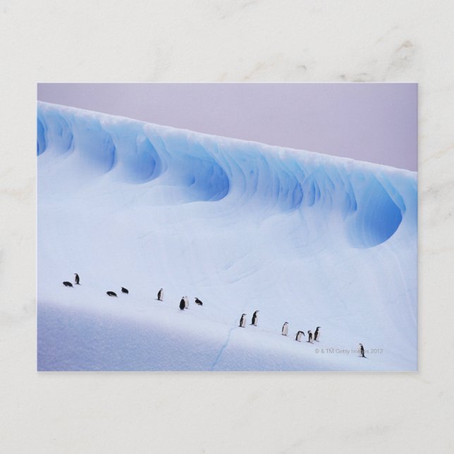 Chinstrap Penguins | Sydorkney-öarna Vykort (Framsida)