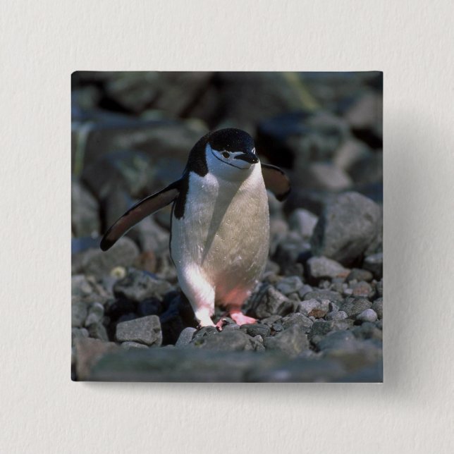 Chinstrap pingvin knapp (Framsida)