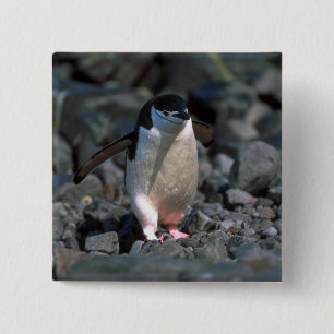 Chinstrap pingvin knapp