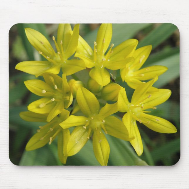 Chionodoxa Mousepad Musmatta (Framsidan)