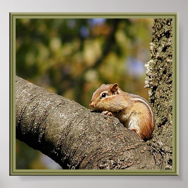 Chip eller Dale? Poster (Framsidan)