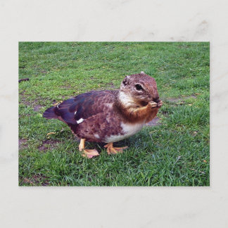 Chipduck Vykort