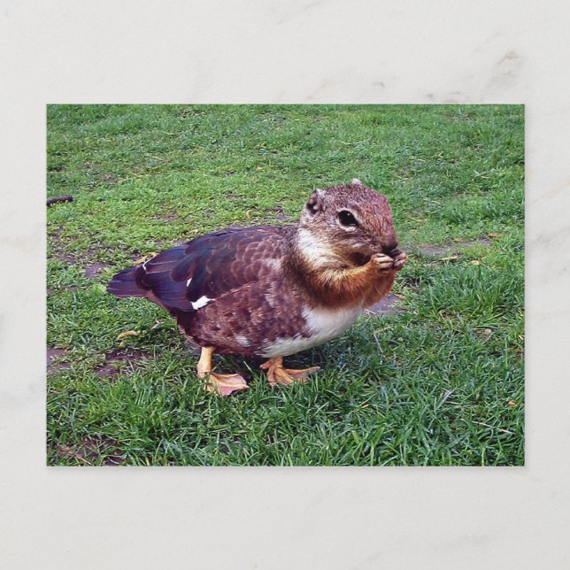 Chipduck Vykort (Framsida)