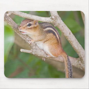 Chipmonk Musmatta