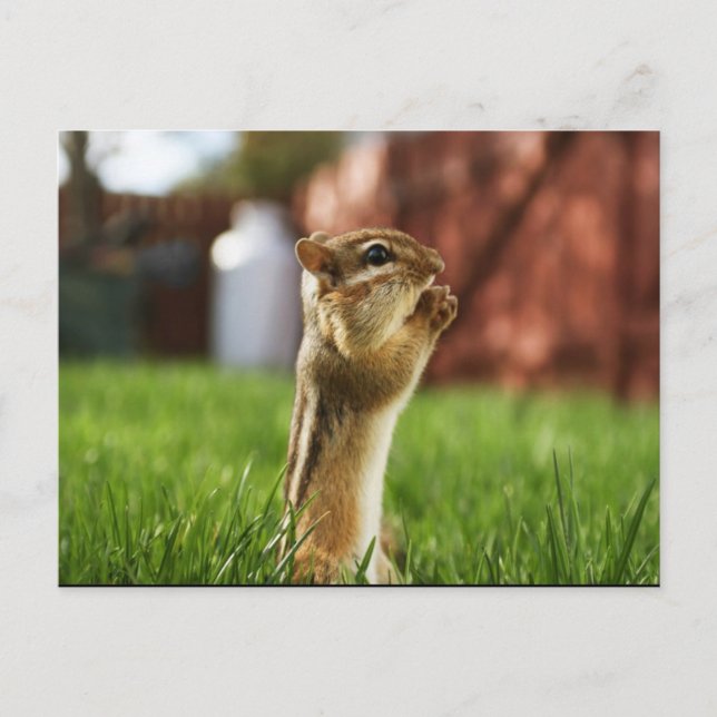 Chipmun Praying Vykort (Framsida)