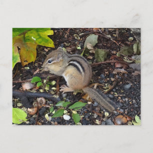 Chipmunk #2 vykort