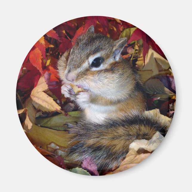 Chipmunk , Autumn (8)　photo Magnet (Framsidan)