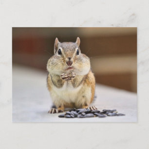 Chipmunk Bild Vykort