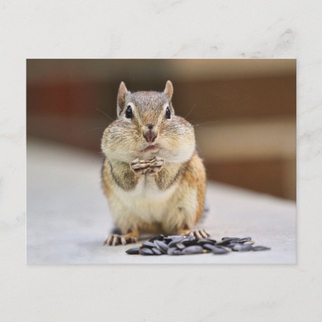 Chipmunk Bild Vykort (Framsida)