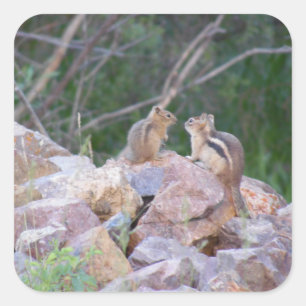 Chipmunk Chatter Fyrkantigt Klistermärke