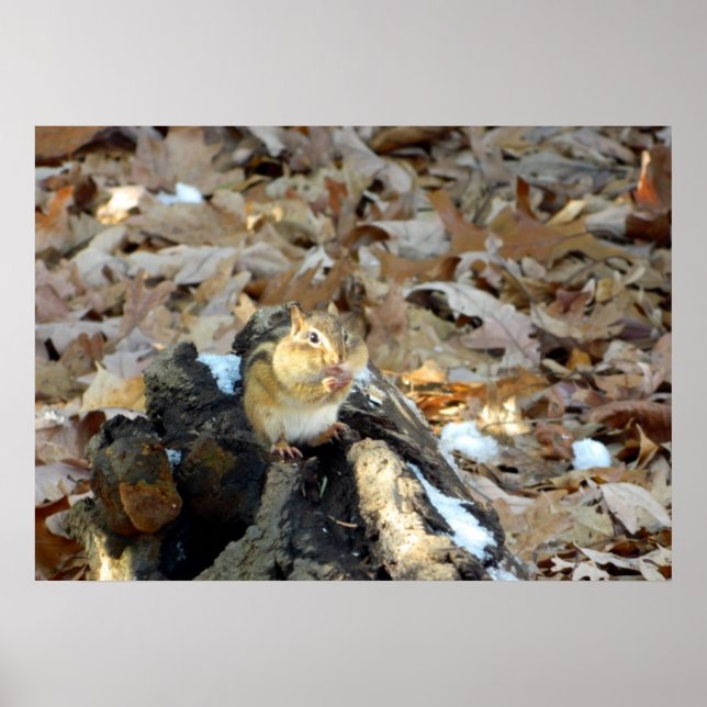 Chipmunk Cheeks Nature Poster (Framsidan)