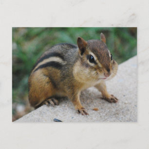 Chipmunk Cheeks Vykort