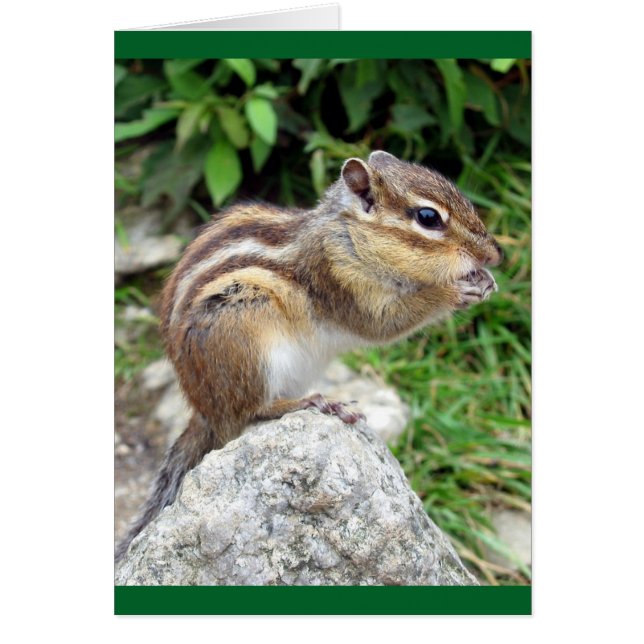 Chipmunk Chewing OBS Kort (Framsidan)