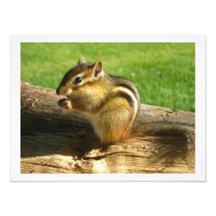 Chipmunk Eating Seeds Fototryck
