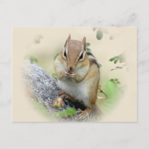 Chipmunk Eating Vykort