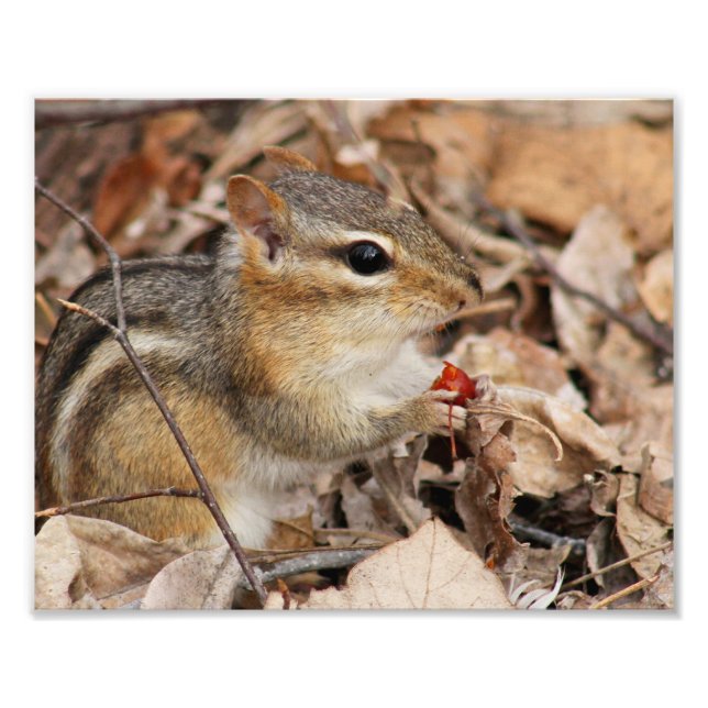 Chipmunk Etering av en Cherry Photo Print Fototryck (Framsidan)