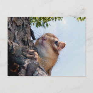 Chipmunk-foto (17-3) vykort