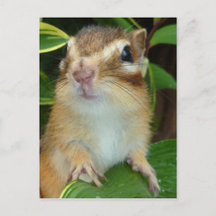 Chipmunk-foto (20-2) vykort