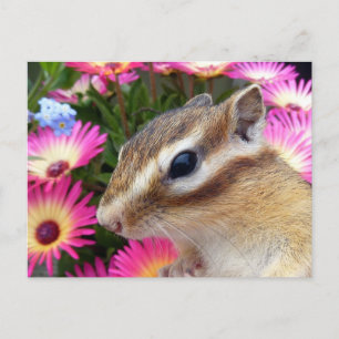 Chipmunk-foto (30-13) vykort