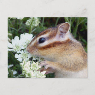 Chipmunk-foto (30-19) vykort