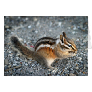 Chipmunk Hälsningskort