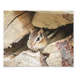 Chipmunk i en träpil fototryck