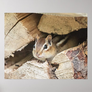 Chipmunk i en träpil poster