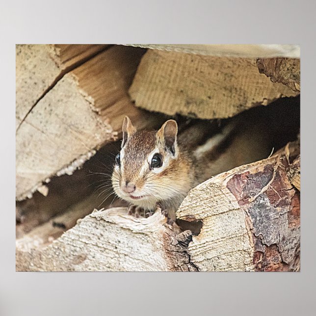 Chipmunk i en träpil poster (Framsidan)