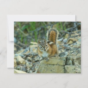 Chipmunk i Glacier nationalpark