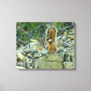 Chipmunk i Glacier nationalpark Canvastryck