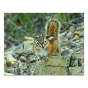 Chipmunk i Glacier nationalpark Fototryck