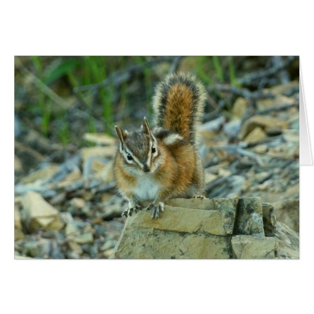 Chipmunk i Glacier nationalpark Hälsningskort (Framsidan Horizontal)
