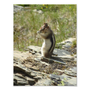 Chipmunk i Glacier nationalpark II Fototryck