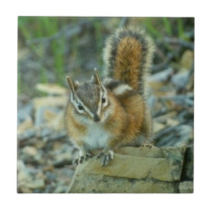 Chipmunk i Glacier nationalpark Kakelplatta