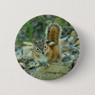 Chipmunk i Glacier nationalpark Knapp