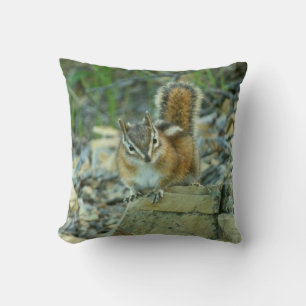 Chipmunk i Glacier nationalpark Kudde